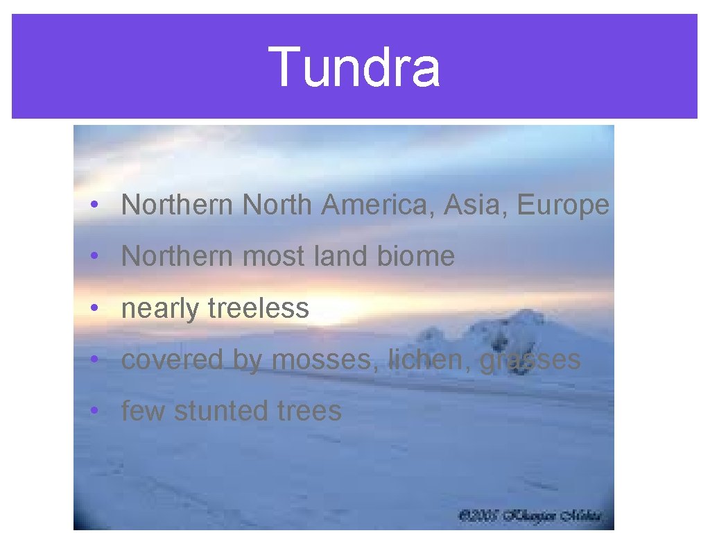 Tundra • Northern North America, Asia, Europe • Northern most land biome • nearly