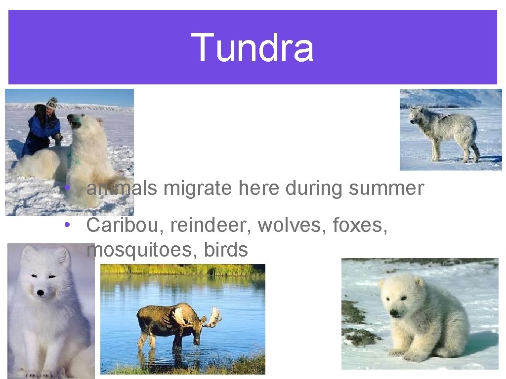 Tundra • animals migrate here during summer • Caribou, reindeer, wolves, foxes, mosquitoes, birds