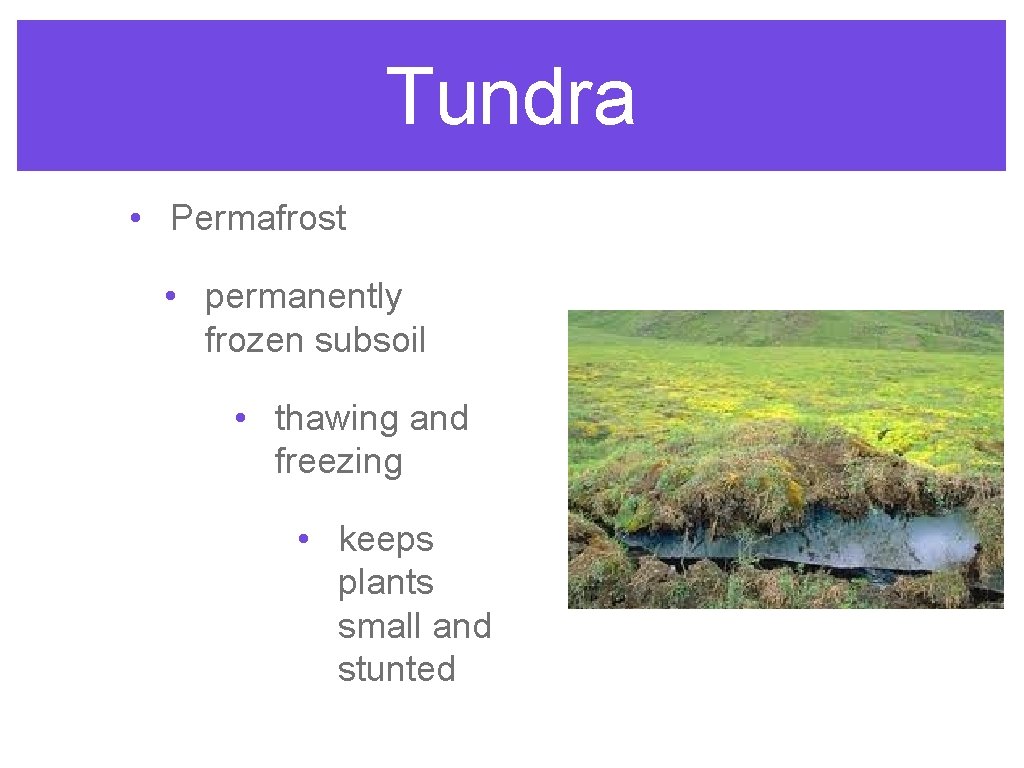 Tundra • Permafrost • permanently frozen subsoil • thawing and freezing • keeps plants