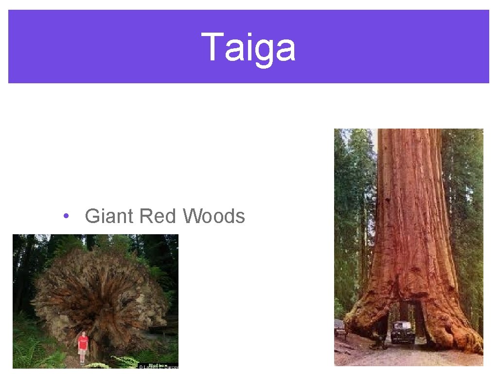 Taiga • Giant Red Woods 