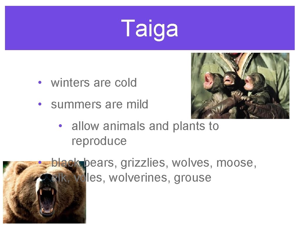Taiga • winters are cold • summers are mild • allow animals and plants