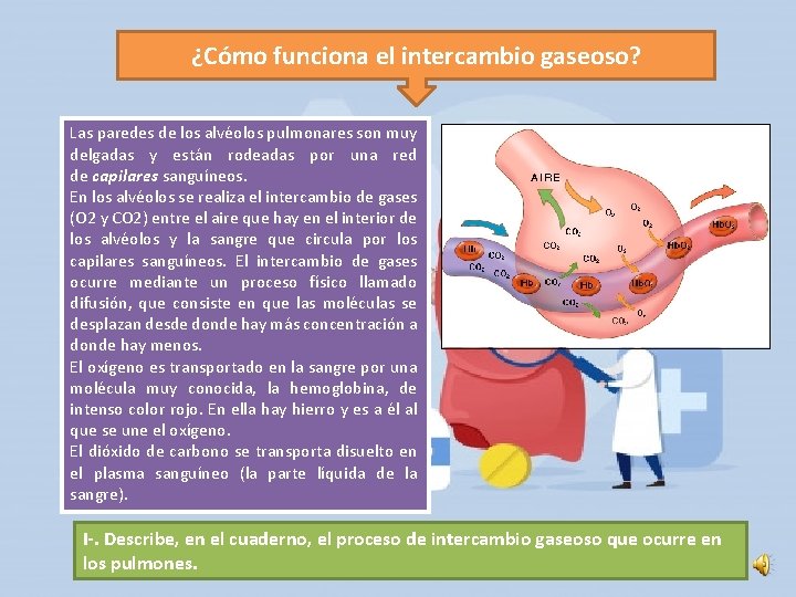 ¿Cómo funciona el intercambio gaseoso? Las paredes de los alvéolos pulmonares son muy delgadas