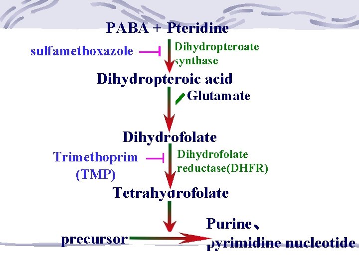 PABA + Pteridine sulfamethoxazole Dihydropteroate synthase Dihydropteroic acid Glutamate Dihydrofolate Trimethoprim (TMP) Dihydrofolate reductase(DHFR)