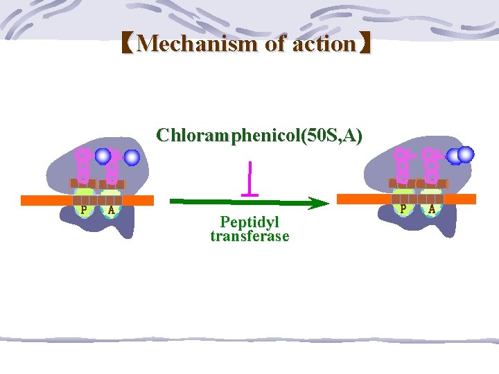 【Mechanism of action】 Chloramphenicol(50 S, A) P A Peptidyl transferase P A 