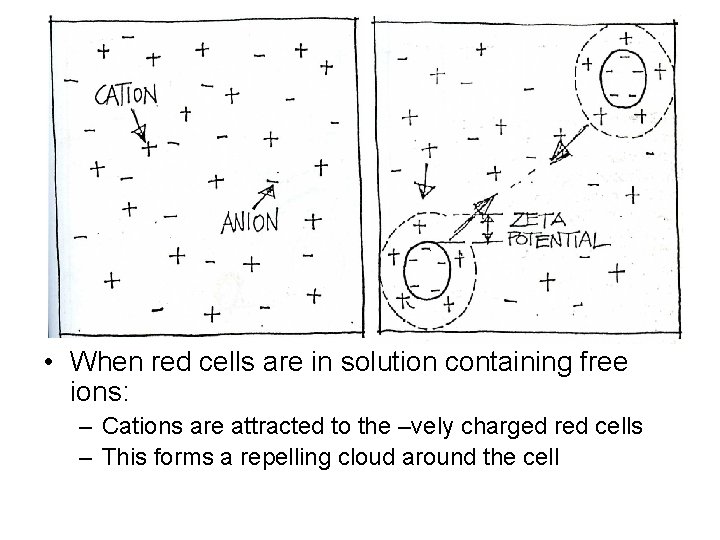  • When red cells are in solution containing free ions: – Cations are