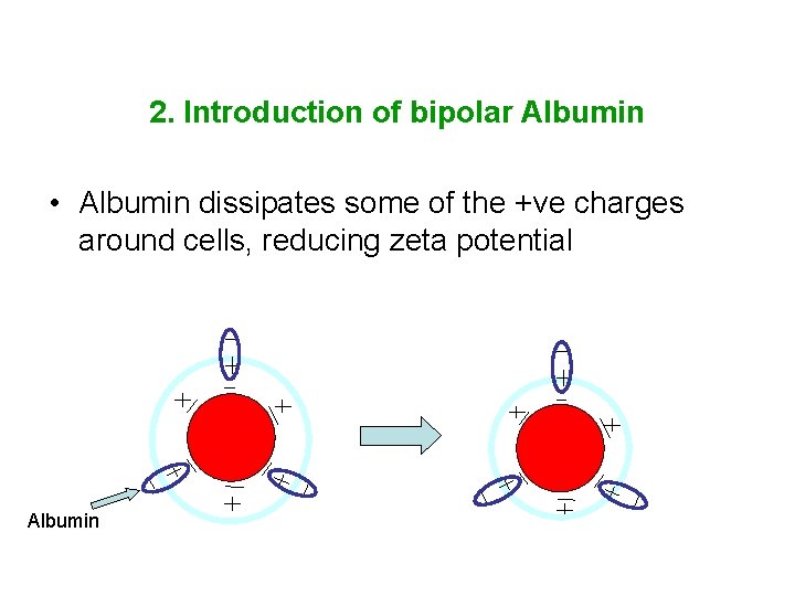 2. Introduction of bipolar Albumin • Albumin dissipates some of the +ve charges around