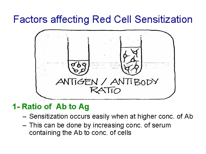 Factors affecting Red Cell Sensitization 1 - Ratio of Ab to Ag – Sensitization