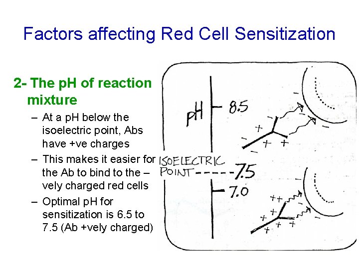 Factors affecting Red Cell Sensitization 2 - The p. H of reaction mixture –