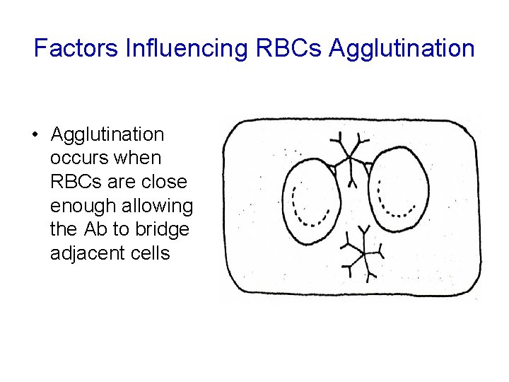 Factors Influencing RBCs Agglutination • Agglutination occurs when RBCs are close enough allowing the