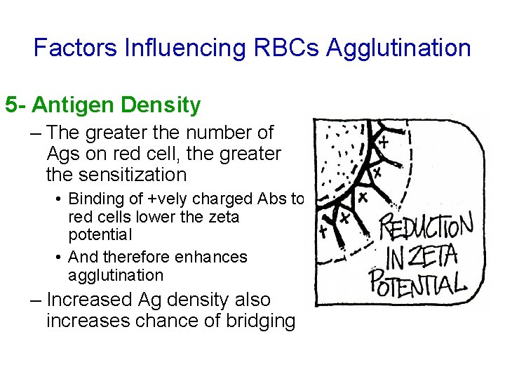 Factors Influencing RBCs Agglutination 5 - Antigen Density – The greater the number of