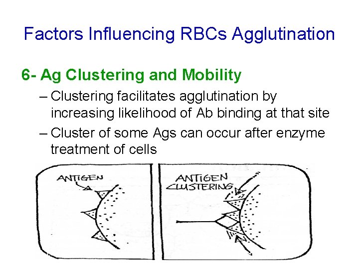 Factors Influencing RBCs Agglutination 6 - Ag Clustering and Mobility – Clustering facilitates agglutination