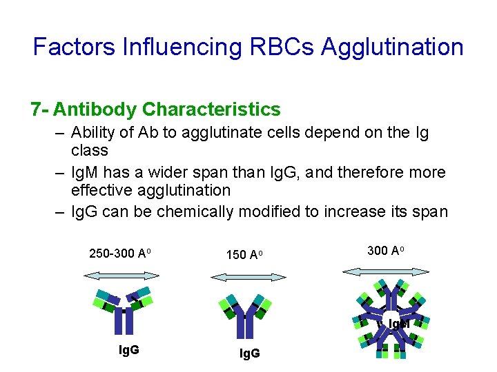 Factors Influencing RBCs Agglutination 7 - Antibody Characteristics – Ability of Ab to agglutinate