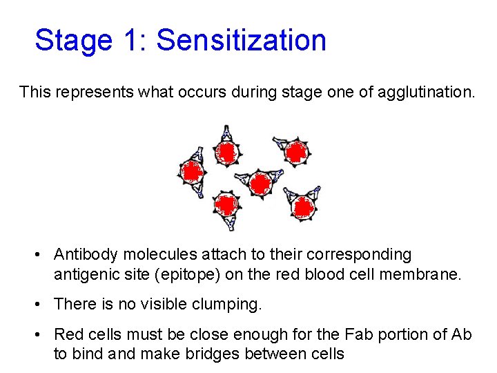 Stage 1: Sensitization This represents what occurs during stage one of agglutination. • Antibody