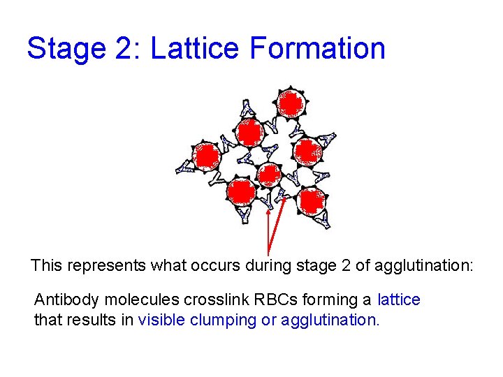 Stage 2: Lattice Formation This represents what occurs during stage 2 of agglutination: Antibody