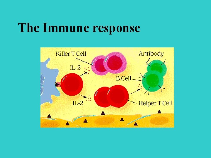 Immunology Antigen any substance usually a protein that