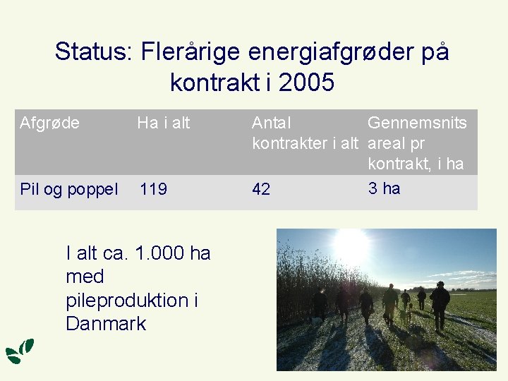 Status: Flerårige energiafgrøder på kontrakt i 2005 Afgrøde Ha i alt Pil og poppel