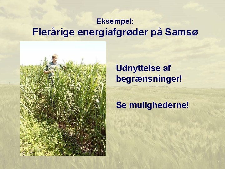 Eksempel: Flerårige energiafgrøder på Samsø Udnyttelse af begrænsninger! Se mulighederne! 