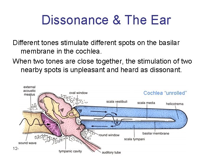 Dissonance & The Ear Different tones stimulate different spots on the basilar membrane in