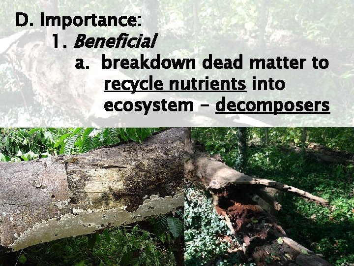 D. Importance: 1. Beneficial a. breakdown dead matter to recycle nutrients into ecosystem -