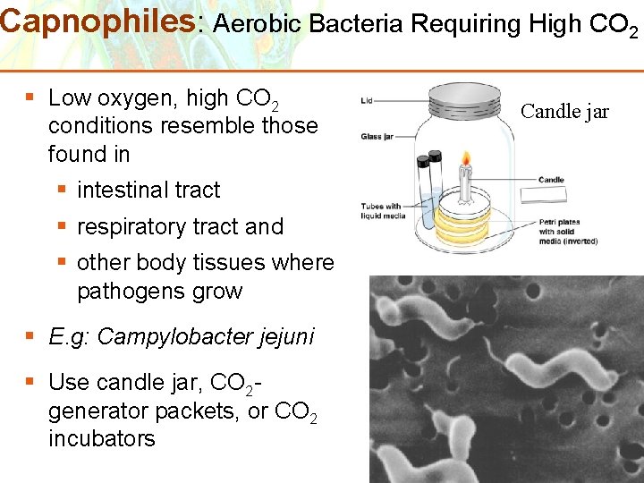Capnophiles: Aerobic Bacteria Requiring High CO 2 § Low oxygen, high CO 2 conditions