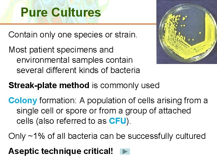 Pure Cultures Contain only one species or strain. Most patient specimens and environmental samples Pure Cultures Contain only one species or strain. Most patient specimens and environmental samples