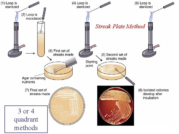 Streak Plate Method 3 or 4 quadrant methods 