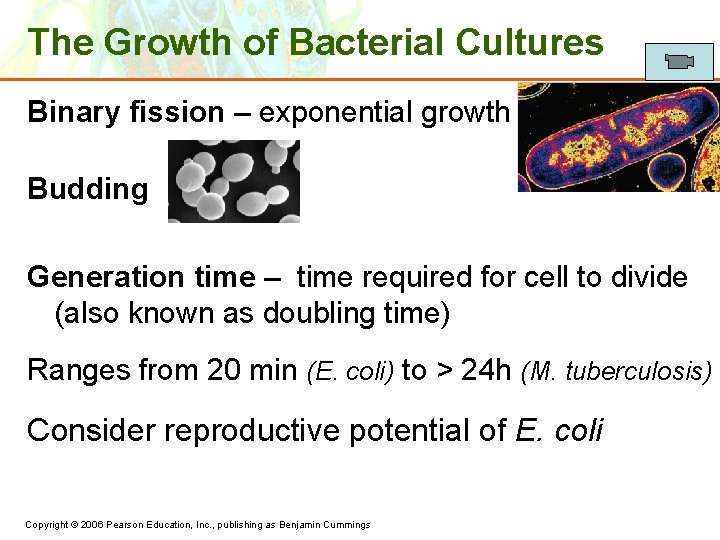 The Growth of Bacterial Cultures Binary fission – exponential growth Budding Generation time –