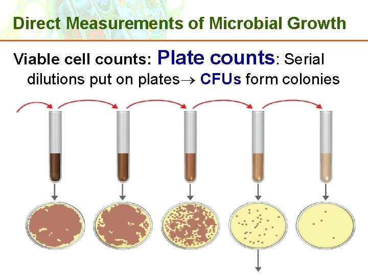 Direct Measurements of Microbial Growth Viable cell counts: Plate counts: Serial dilutions put on