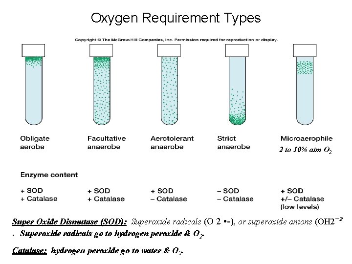 Oxygen Requirement Types 2 to 10% atm O 2 Super Oxide Dismutase (SOD): Superoxide