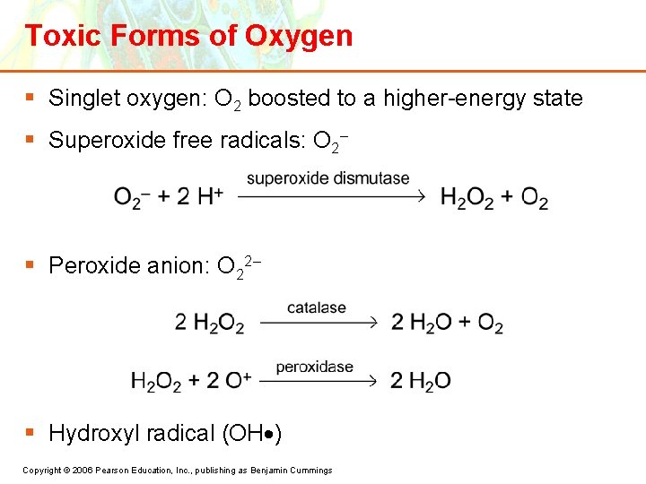 Toxic Forms of Oxygen § Singlet oxygen: O 2 boosted to a higher-energy state