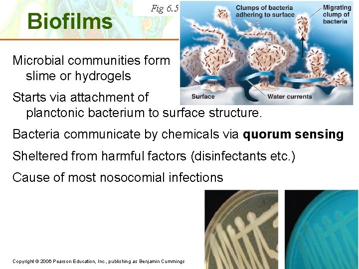 Biofilms Fig 6. 5 Microbial communities form slime or hydrogels Starts via attachment of