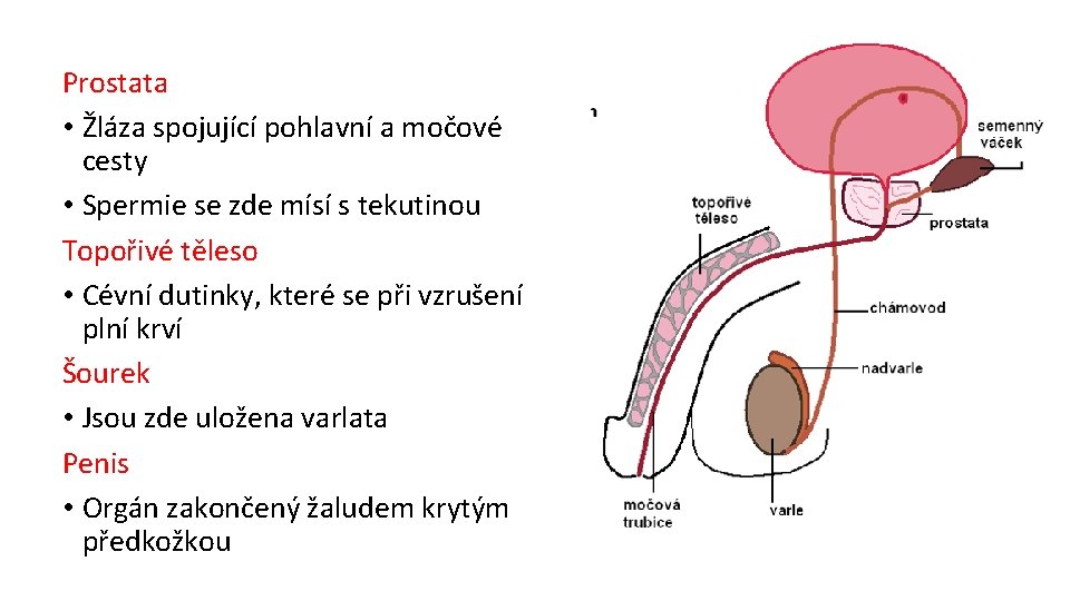 Prostata • Žláza spojující pohlavní a močové cesty • Spermie se zde mísí s