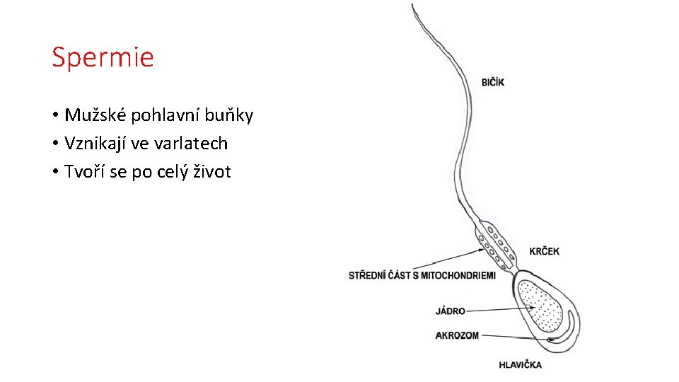 Spermie • Mužské pohlavní buňky • Vznikají ve varlatech • Tvoří se po celý