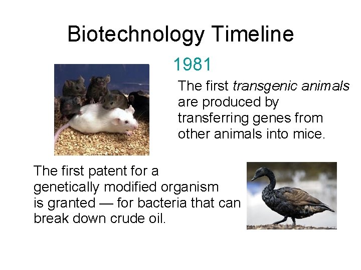 Biotechnology Timeline 1981 The first transgenic animals are produced by transferring genes from other