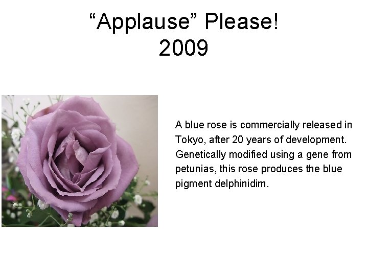 “Applause” Please! 2009 A blue rose is commercially released in Tokyo, after 20 years