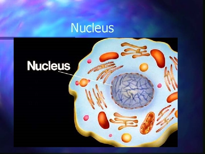 Nucleus 