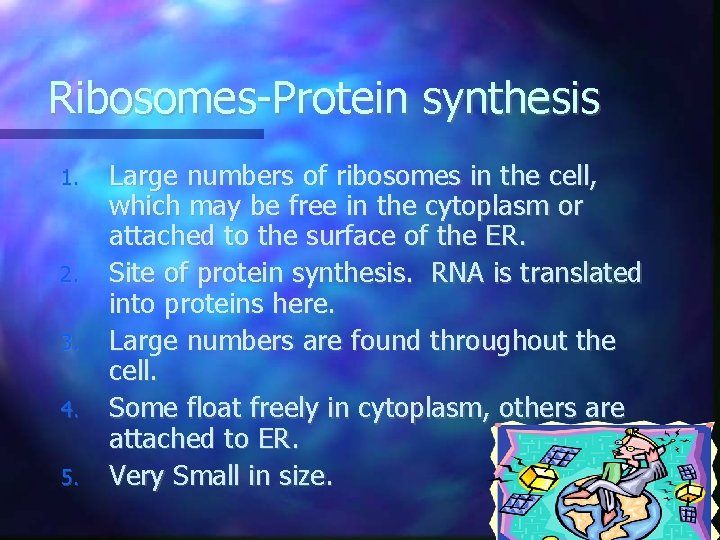Ribosomes-Protein synthesis 1. 2. 3. 4. 5. Large numbers of ribosomes in the cell,