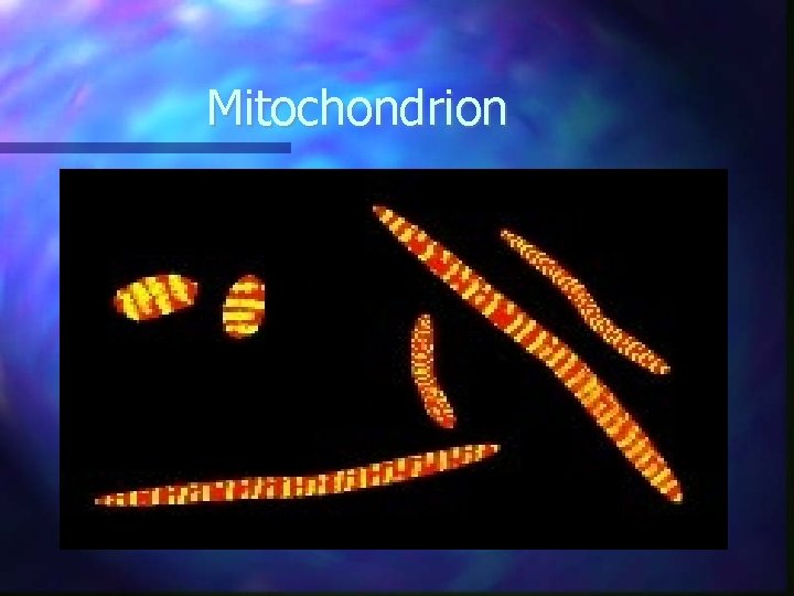 Mitochondrion 