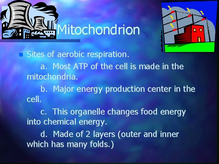 Mitochondrion Sites of aerobic respiration. a. Most ATP of the cell is made in