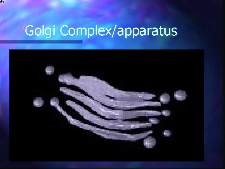 Golgi Complex/apparatus 