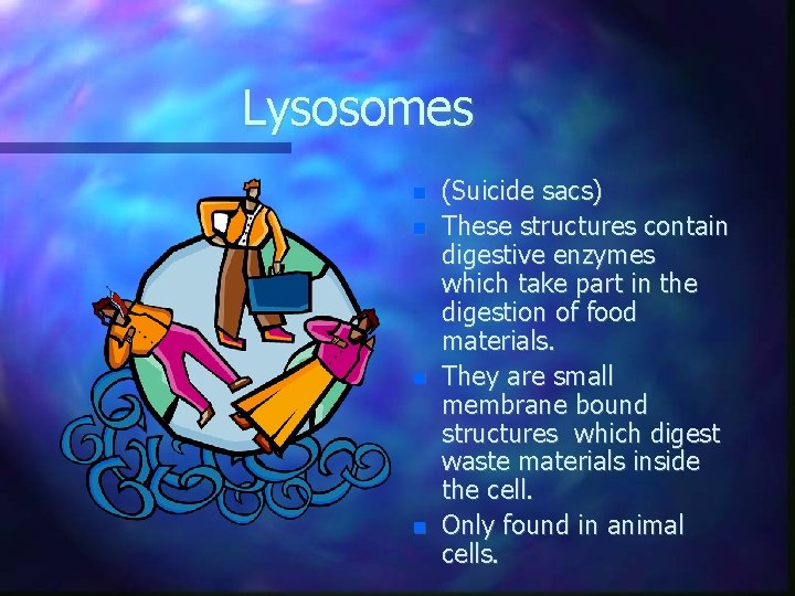 Lysosomes (Suicide sacs) These structures contain digestive enzymes which take part in the digestion