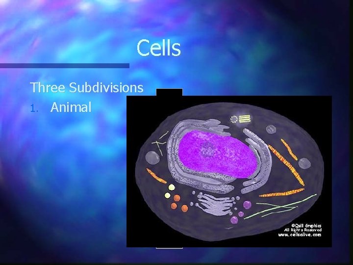 Cells Three Subdivisions 1. Animal 