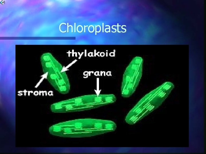 Chloroplasts 