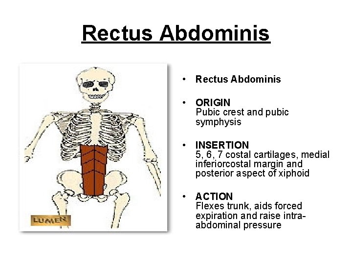 Rectus Abdominis • ORIGIN Pubic crest and pubic symphysis • INSERTION 5, 6, 7