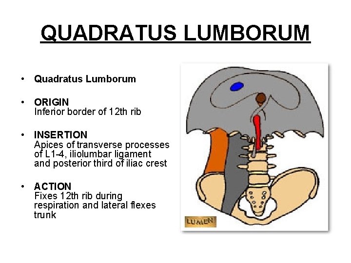 QUADRATUS LUMBORUM • Quadratus Lumborum • ORIGIN Inferior border of 12 th rib •