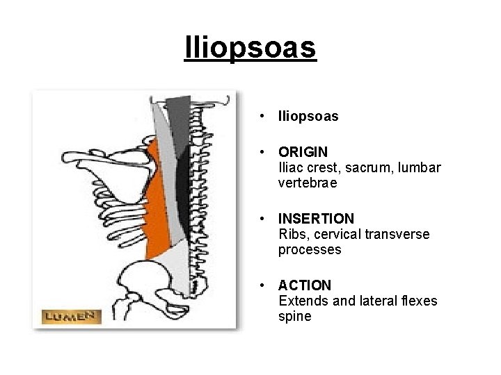 Iliopsoas • ORIGIN Iliac crest, sacrum, lumbar vertebrae • INSERTION Ribs, cervical transverse processes