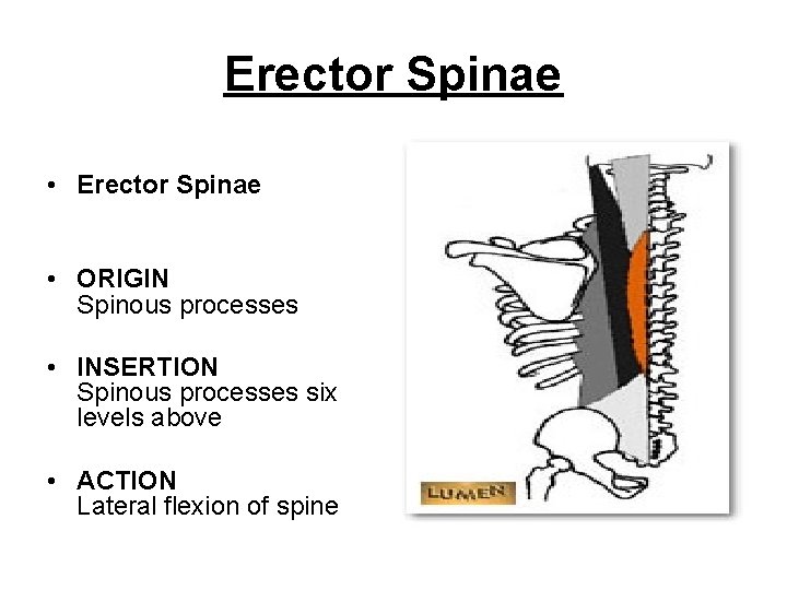 Erector Spinae • ORIGIN Spinous processes • INSERTION Spinous processes six levels above •
