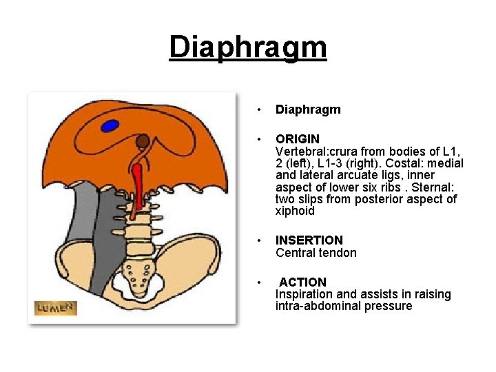 Diaphragm • Diaphragm • ORIGIN Vertebral: crura from bodies of L 1, 2 (left),