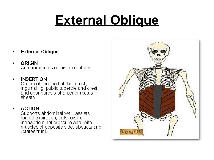 External Oblique • External Oblique • ORIGIN Anterior angles of lower eight ribs •