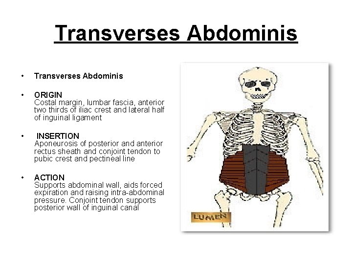 Transverses Abdominis • Transverses Abdominis • ORIGIN Costal margin, lumbar fascia, anterior two thirds